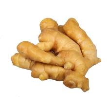 Shandong fresh ginger for export